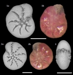 Cribroelphidium excavatum (Terquem 1876), France