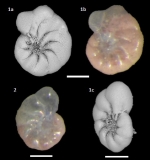 Haynesina depressula (Walker and Jacob, 1798)