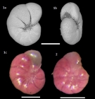 Haynesina germanica (Ehrenberg, 1840)