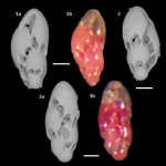 Virgulinella fragilis Grindell and Collen, 1976