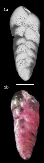 Bolivina dilatata Reuss, 1850