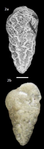 Bolivina pseudoplicata Heron-Allen and Earland, 1930