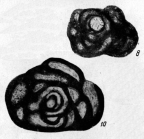 Glomospira vulgaris Lipina, 1949