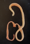 Nemertea (ribbon worms)