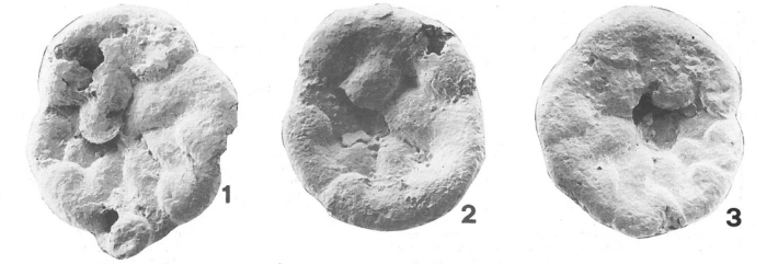 Tiphotrocha cunicula Br&ouml;nnimann &amp; Zaninetti, 1984