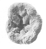 Asterotrochammina triloba Brönnimann & Zaninetti, 1984