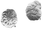 Rotaliammina fidicularis Brönnimann & Zaninetti, 1984