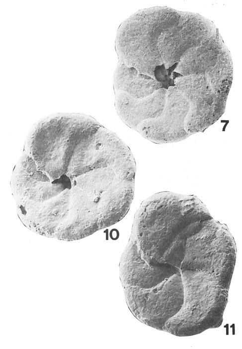 Deuterammina (Lepidodeuterammina) plana Br&ouml;nnimann &amp; Zaninetti, 1984