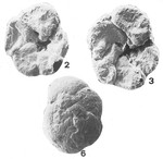 Deuterammina (Lepidodeuterammina) diasbritoi Brönnimann & Zaninetti, 1984