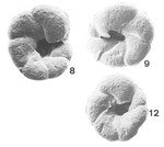 Paratrochammina (Lepidoparatrochammina) obliqua Brönnimann & Zaninetti, 1984