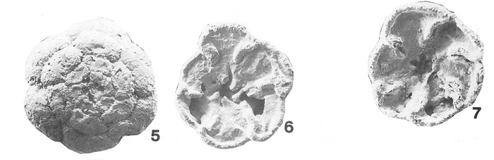Deuterammina mourai Brönnimann &amp; Zaninetti, 1984