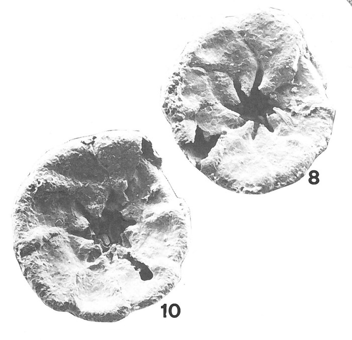 Deuterammina parva Brönnimann &amp; Zaninetti, 1984