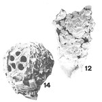 Guanduella cribrata Brönnimann & Zaninetti, 1984