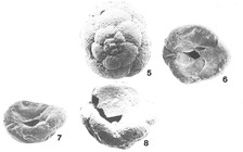 Paratrochammina (Lepidoparatrochammina) cassida Brönnimann & Zaninetti, 1984