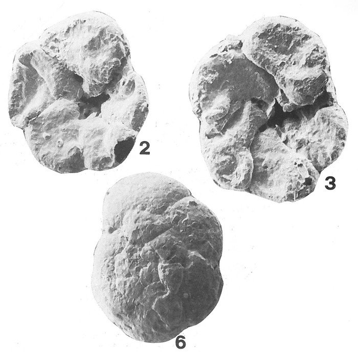 Deuterammina diasbritoi Brönnimann &amp; Zaninetti, 1984