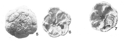 Deuterammina (Lepidodeuterammina) mourai Brönnimann & Zaninetti, 1984