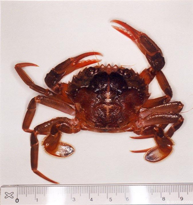 Liocarcinus depurator (Linnaeus, 1758) 