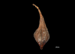 Nutlet of Scirpodendron bogneri US00589437 Malaysia 1