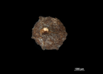 Nutlet zenithal view of Scirpodendron bogneri US00589437 Malaysia 1