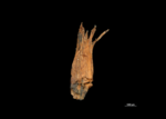 Scales of Scirpodendron bogneri US00589437 Malaysia 1