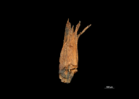 Scales of Scirpodendron bogneri US00589437 Malaysia 1