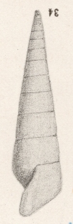 Rissoina notata (I. Lea, 1833)