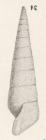 Rissoina notata (I. Lea, 1833)