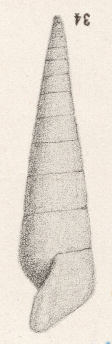 Rissoina notata (I. Lea, 1833) Rissoina notata (I. Lea, 1833)