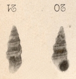 Rissoia pissarroi Cossmann, 1899