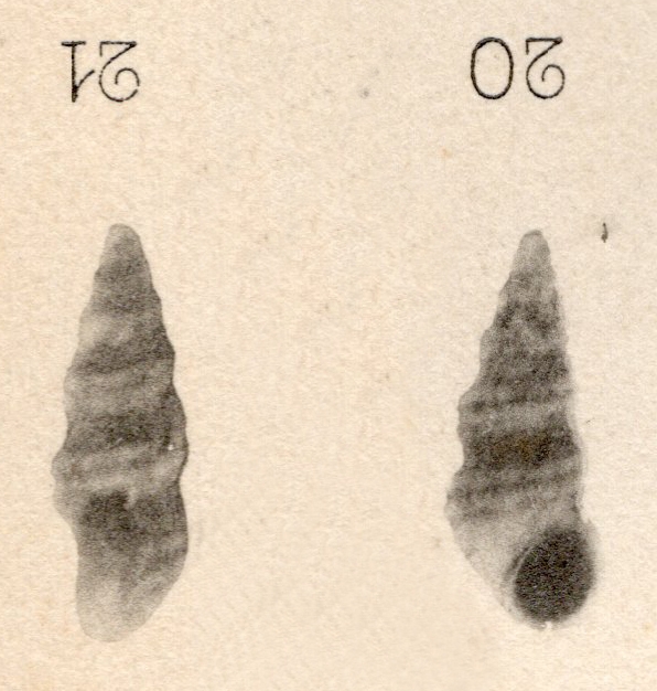 Rissoia pissarroi Cossmann, 1899 Rissoia pissarroi Cossmann, 1899