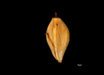 Nutlet of Gahnia baniensis US02234428 Malaysia 1