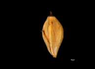 Nutlet of Gahnia baniensis US02234428 Malaysia 1