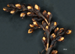Spike of Gahnia baniensis US02234428 Malaysia 1
