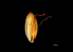 Nutlet of Gahnia javanica US02234560 Philippines