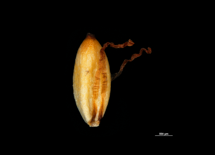 Nutlet of Gahnia javanica US02234560 Philippines Nutlet of Gahnia javanica US02234560 Philippines