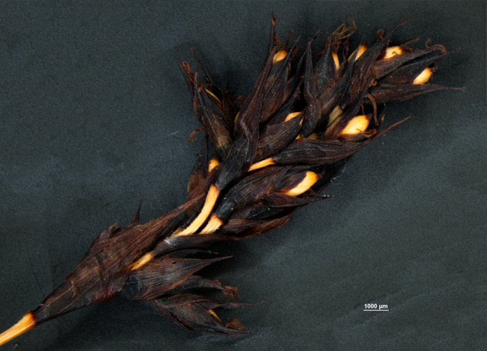 Spike of Gahnia javanica US02234560 Philippines 1 Spike of Gahnia javanica US02234560 Philippines 1