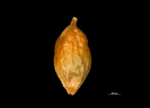 Nutlet of Hypolytrum pulchrum US04695634 Guyana 1