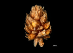 Spike of Hypolytrum pulchrum US04695634 Guyana 1