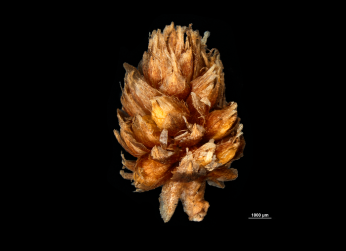 Spike of Hypolytrum pulchrum US04695634 Guyana 1 Spike of Hypolytrum pulchrum US04695634 Guyana 1