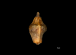 Nutlet of Paramapania parvibractea US02074533 Philippines 1
