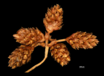 Spikes of Paramapania parvibractea US02074533 Philippines 1
