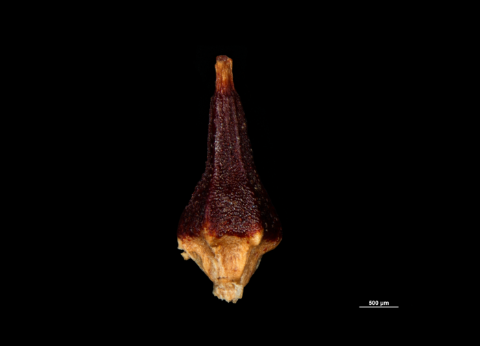 Nutlet of Paramapania radians US1239145 Philippines 1 Nutlet of Paramapania radians US1239145 Philippines 1