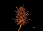 Spike of Paramapania radians US02074532 Philippines 1