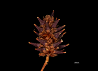 Spike of Paramapania radians US1239145 Philippines 1