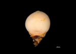 Nutlet of Scleria poiformis US02100022 Madagascar 1