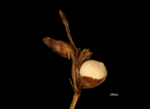 Spikelet of Scleria poiformis US02100022 Madagascar 1
