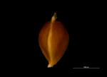 Nutlet of Carex binervis JMC9623 Ireland 1