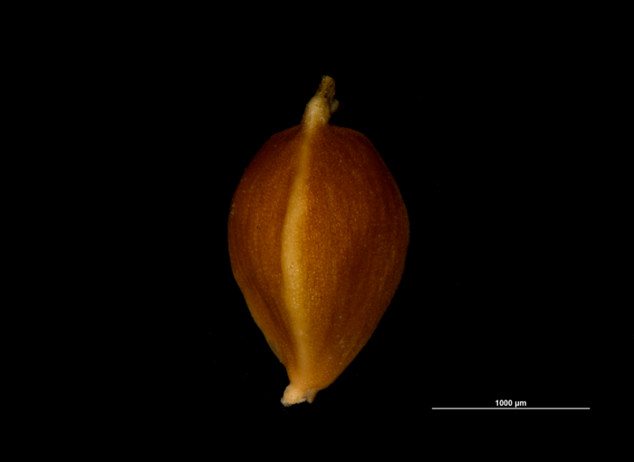 Nutlet of Carex binervis JMC9623 Ireland 1 Nutlet of Carex binervis JMC9623 Ireland 1