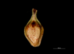 Utricle of Carex binervis JMC9623 Ireland abaxial 1