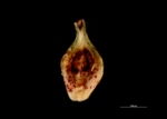Utricle of Carex binervis JMC9623 Ireland adaxial 1